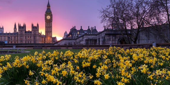 Palace Westminster Flowers